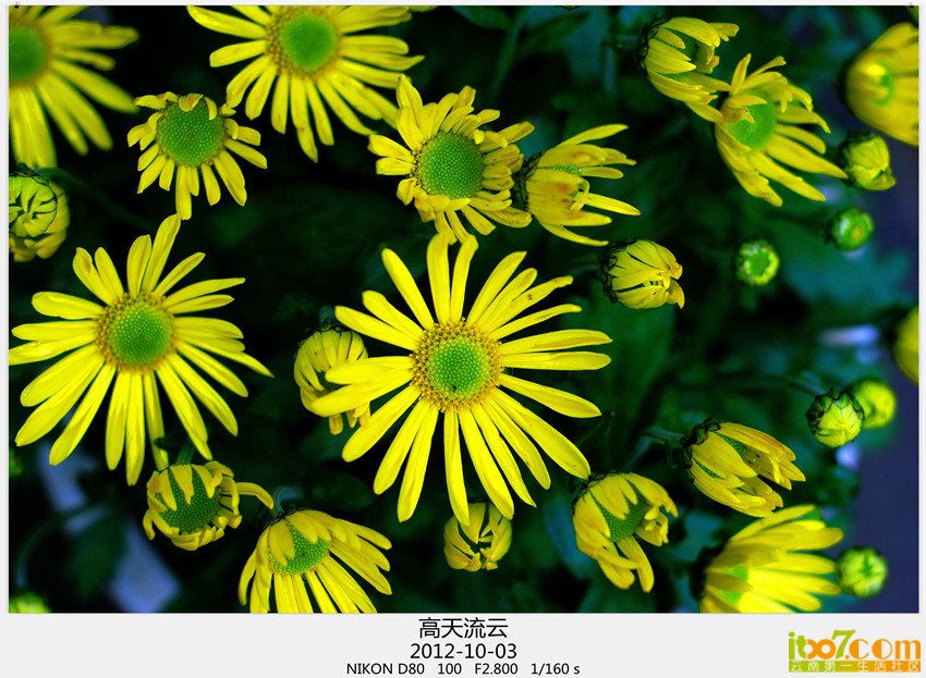 翠湖 菊花 145_副本_副本_副本.jpg