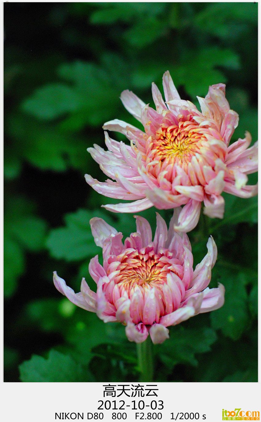 翠湖 菊花 071_副本_副本_副本.jpg