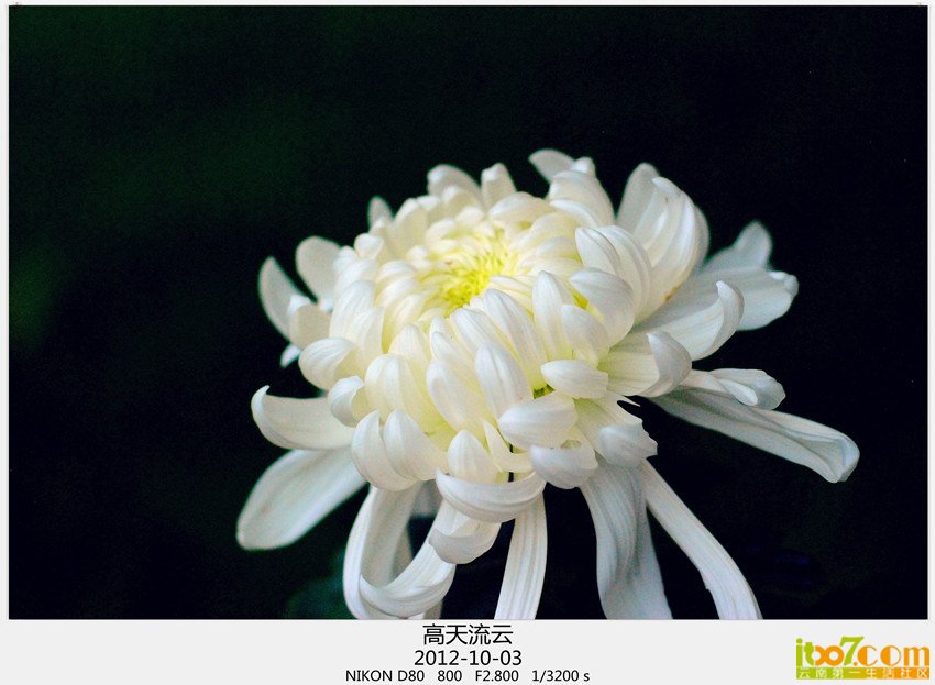 翠湖 菊花 129_副本_副本_副本.jpg