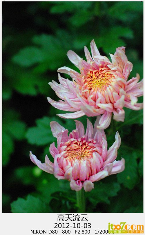 翠湖 菊花 071_副本_副本_副本_副本.jpg