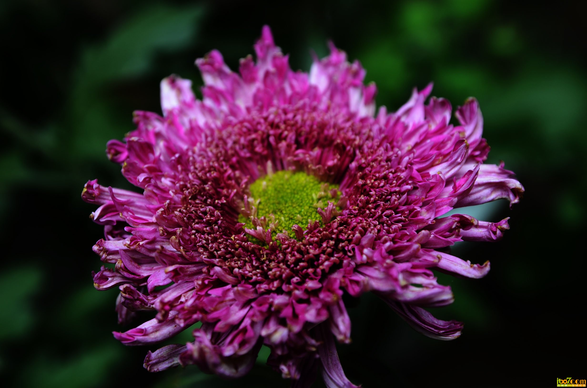 DSC_0935.jpg