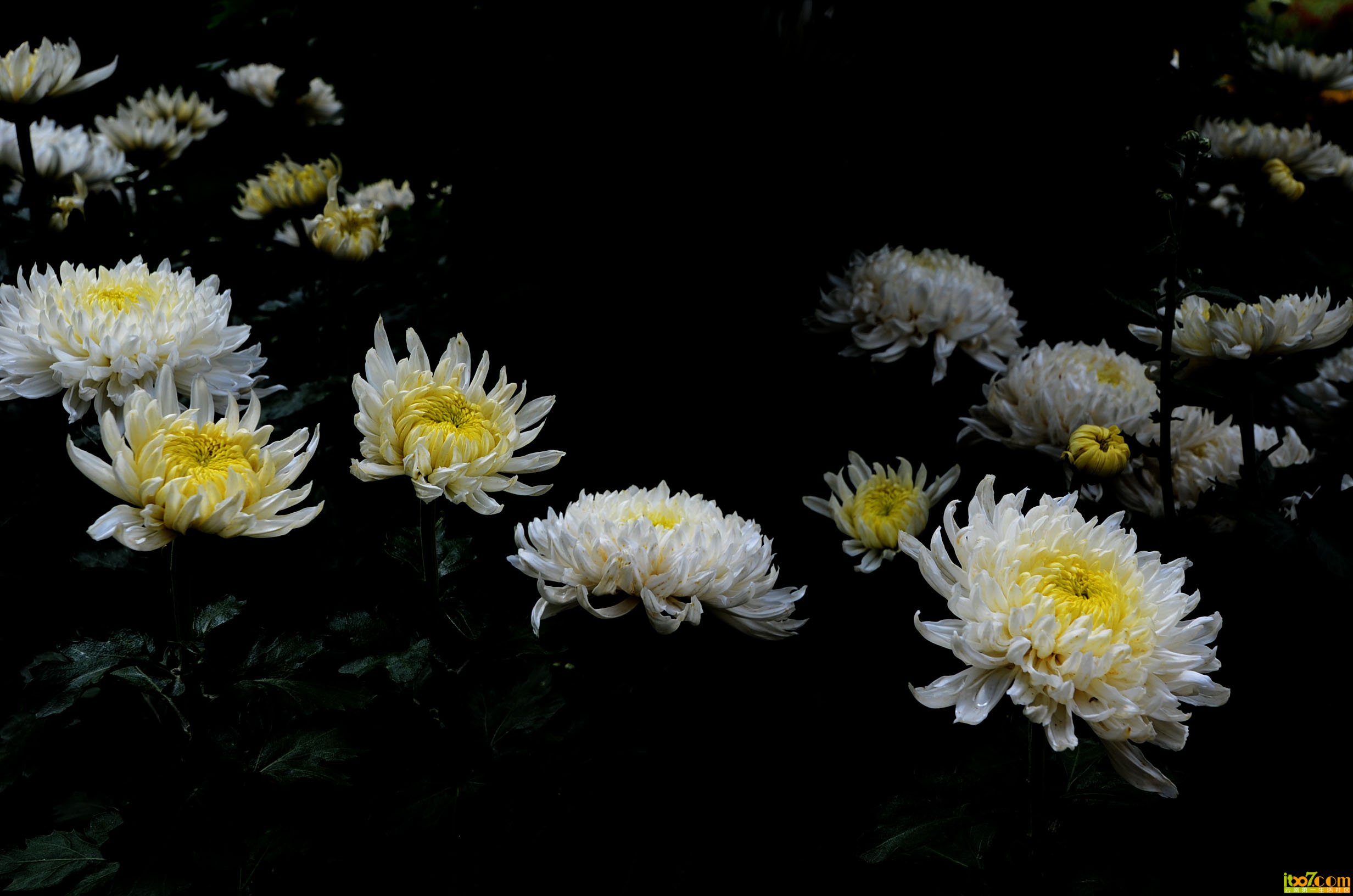 DSC_0987.jpg