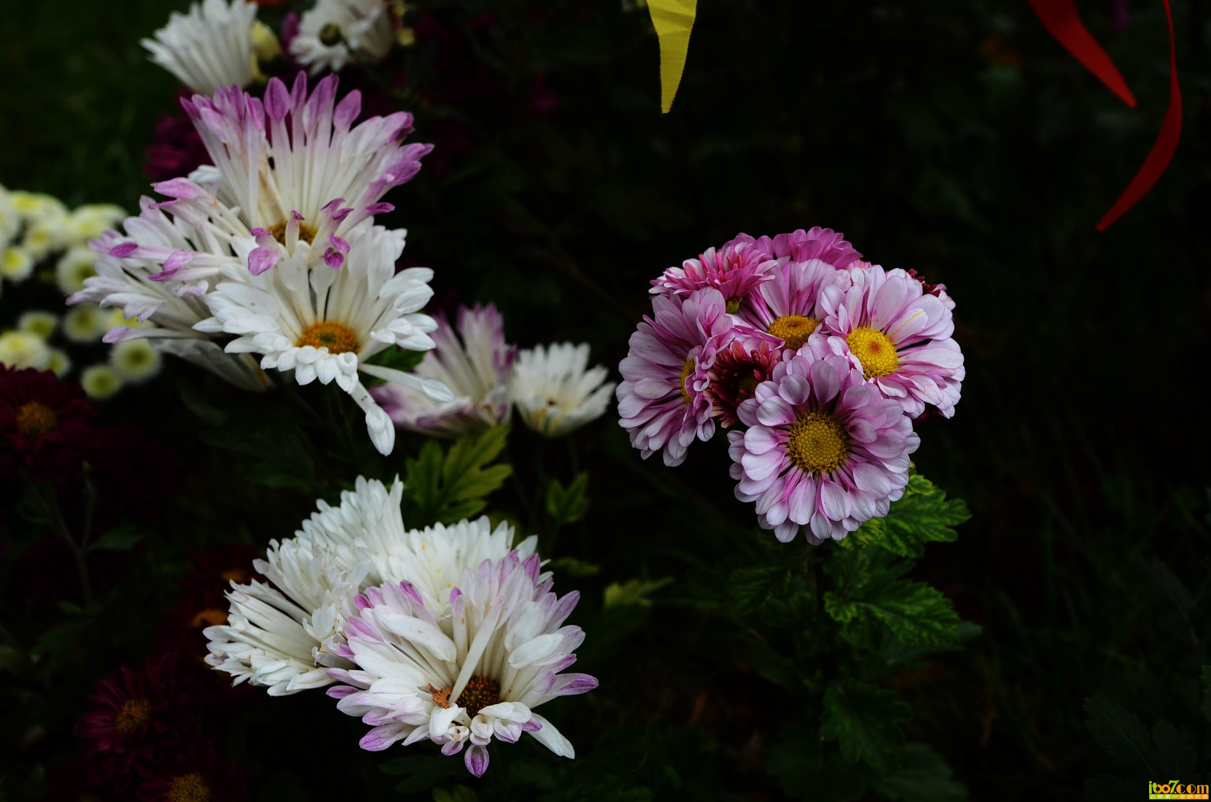 DSC_1011.jpg