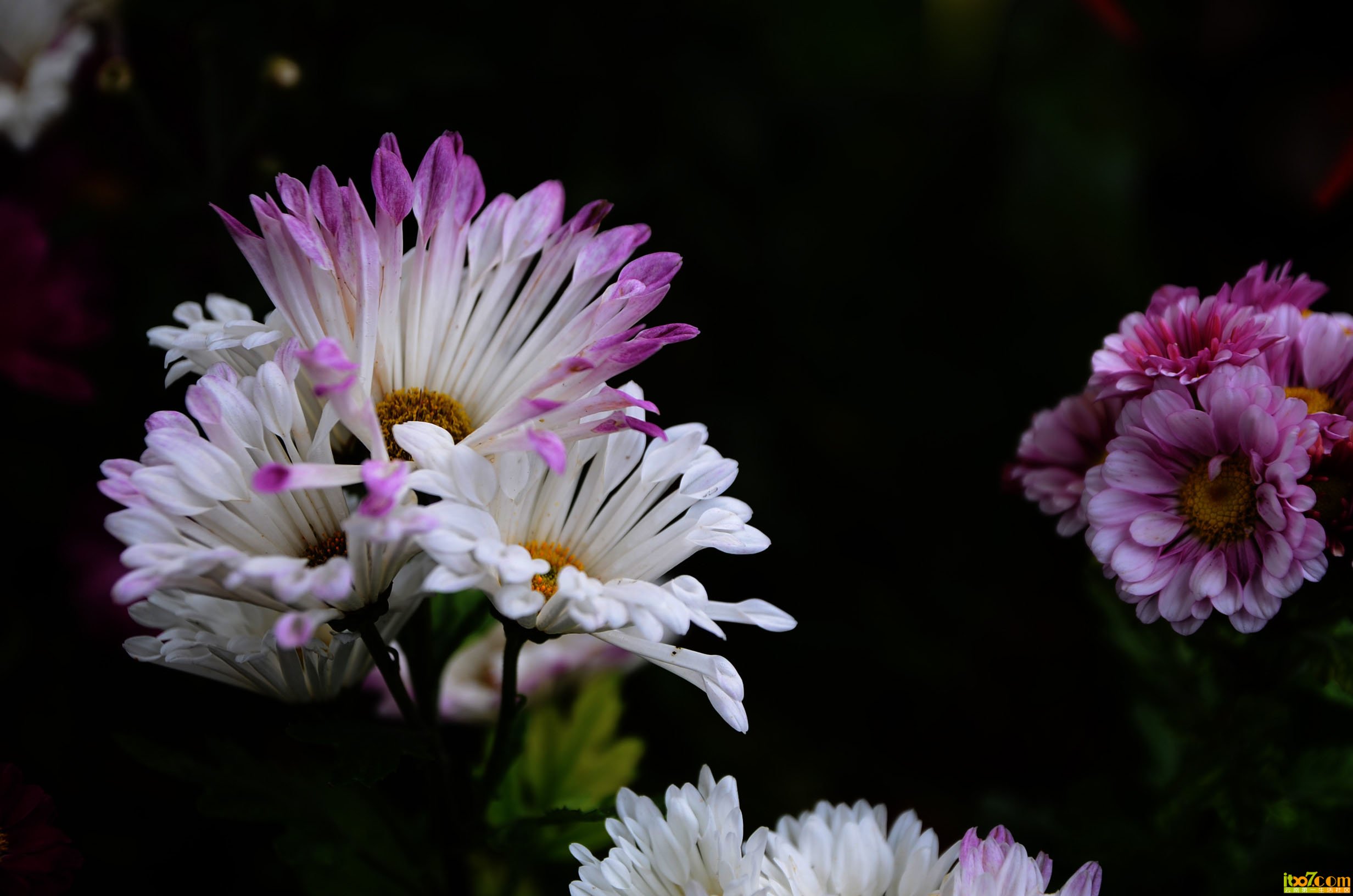 DSC_1021.jpg