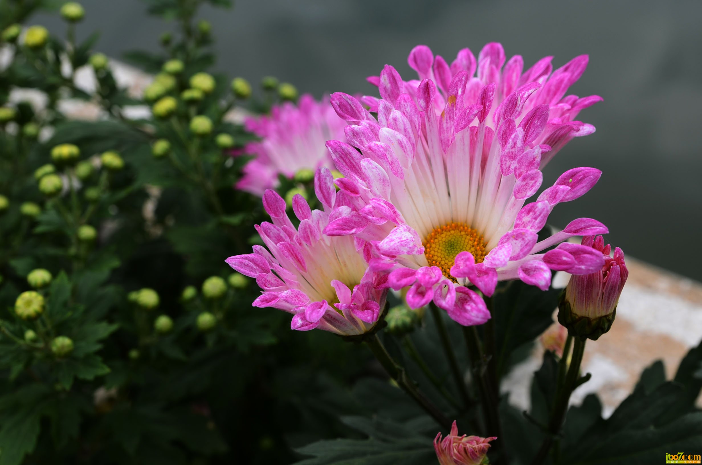 DSC_1080 - 副本.jpg
