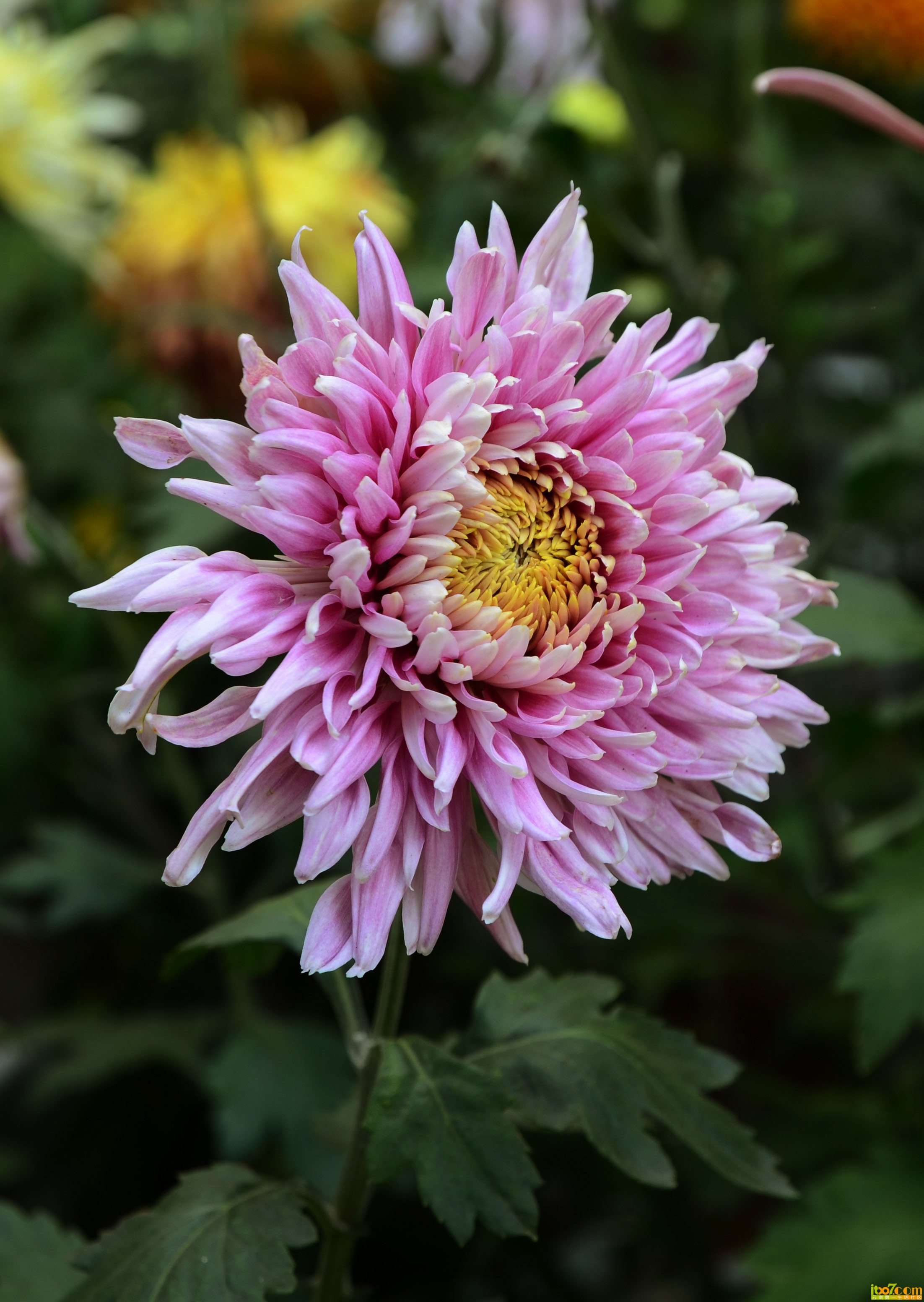 DSC_1141.jpg