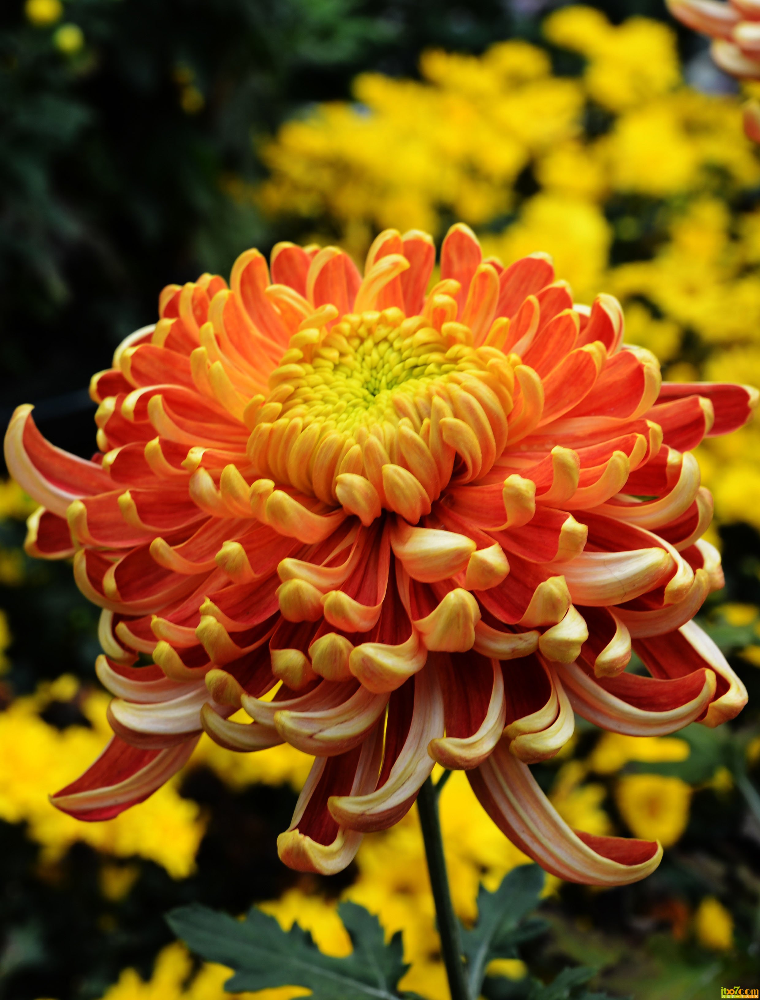 DSC_1179.jpg