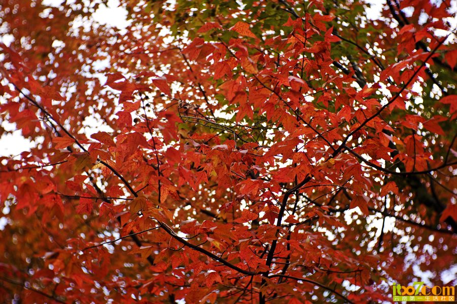 P1030426.jpg