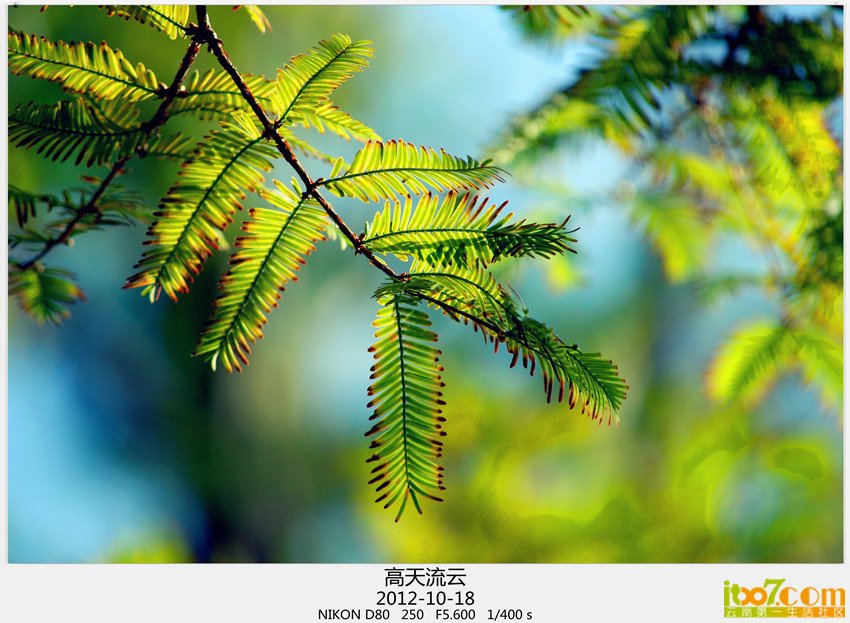莲花池打鸟 002_副本_副本_副本.jpg