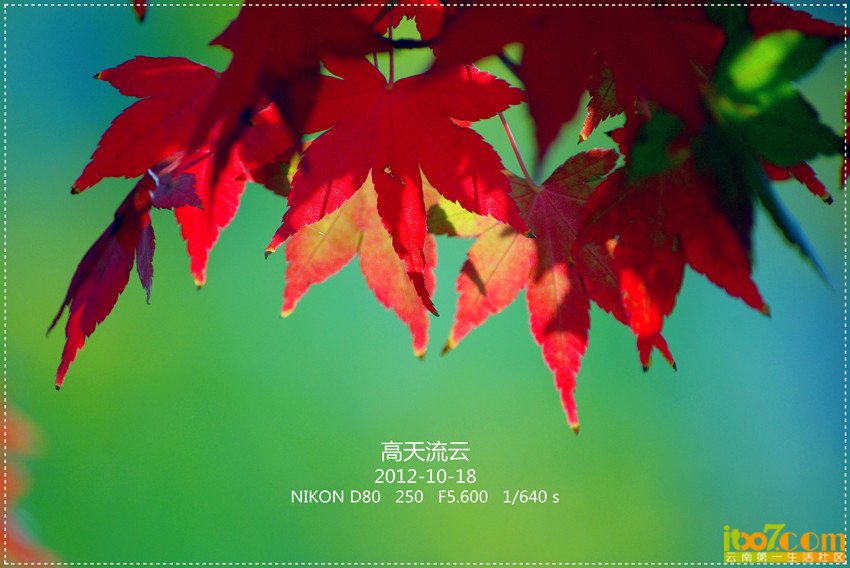 莲花池打鸟 095_副本_副本_副本.jpg