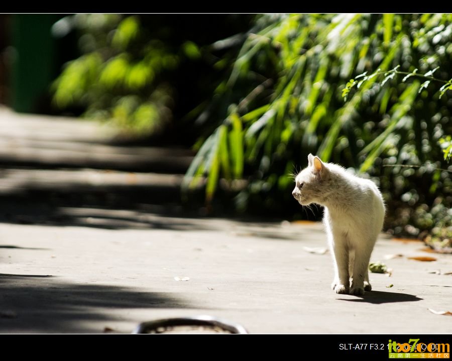 nEO_IMG__DSC2379.jpg