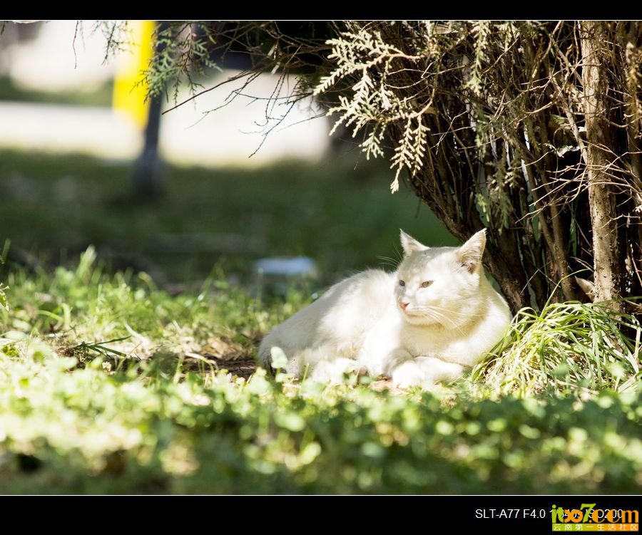 nEO_IMG__DSC2389.jpg