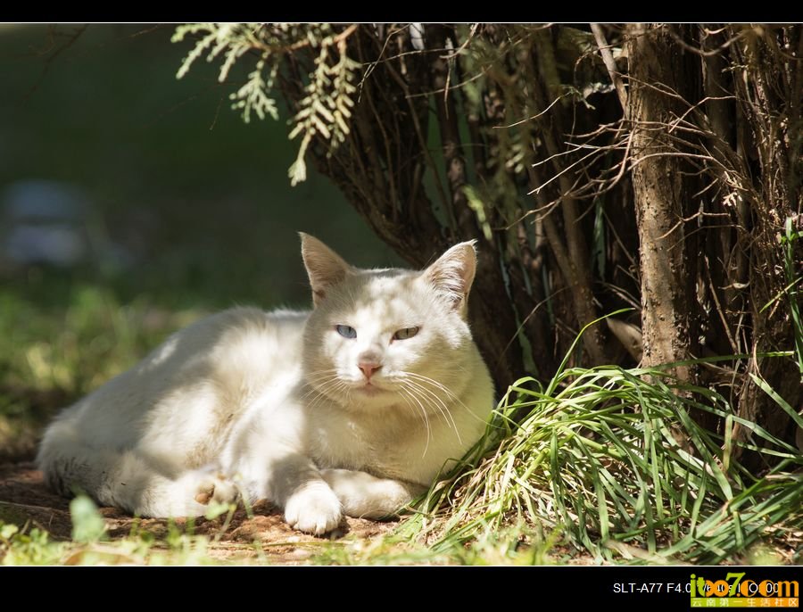 nEO_IMG__DSC2390.jpg