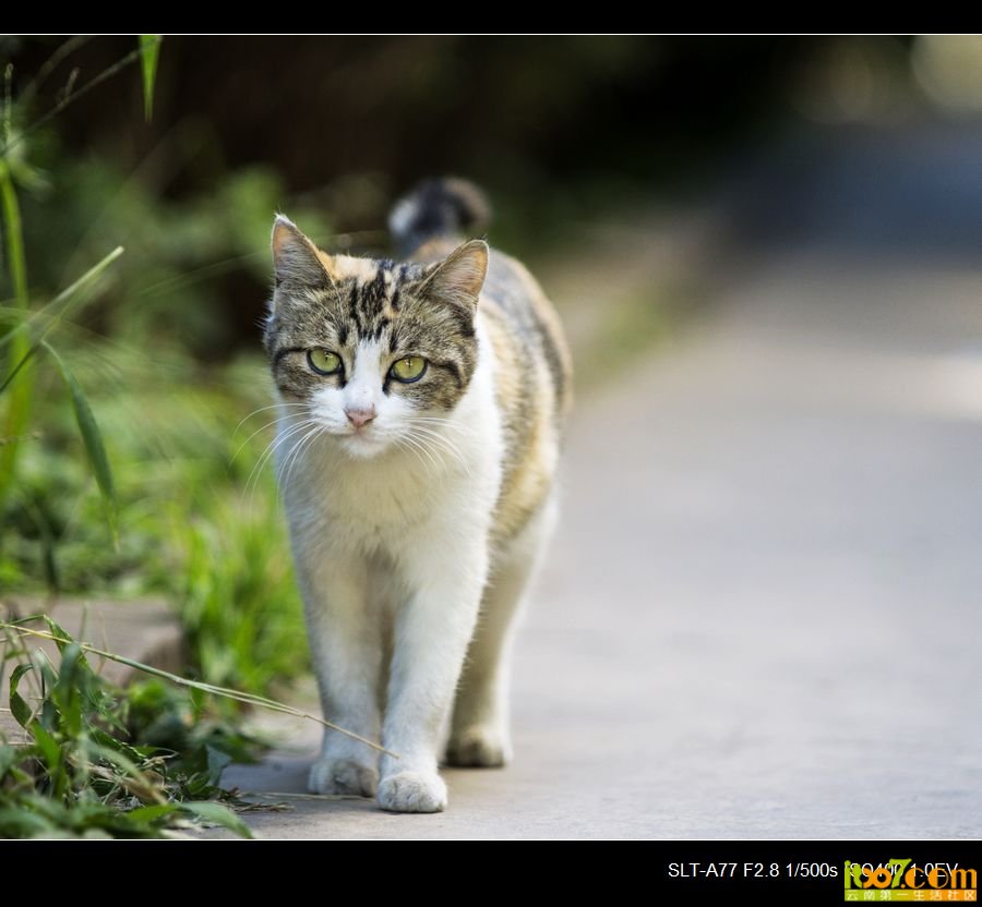 nEO_IMG__DSC2425.jpg