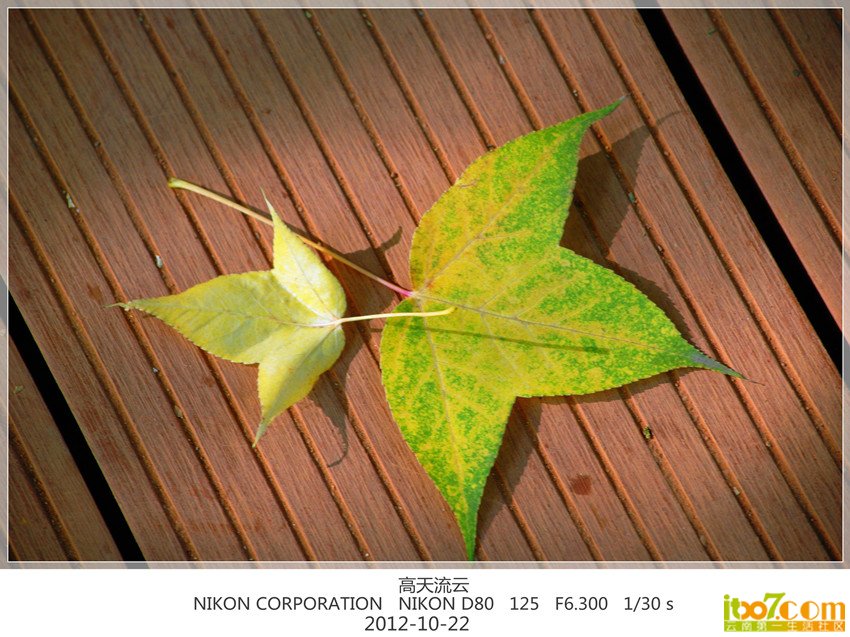 植物园 秋色 049_副本_副本_副本.jpg