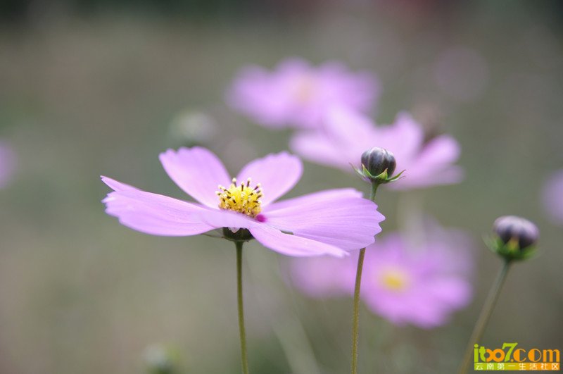 IMGP1481_副本.jpg