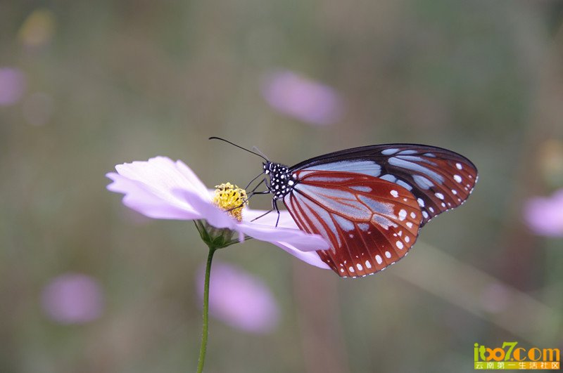 IMGP1529_副本.jpg