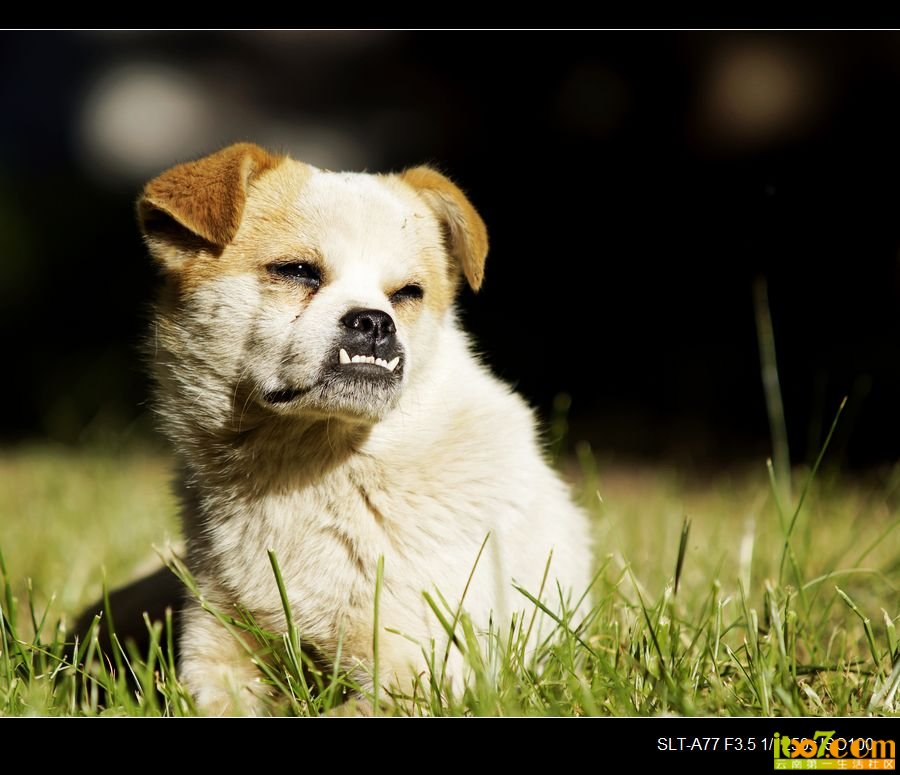 nEO_IMG__DSC2540.jpg