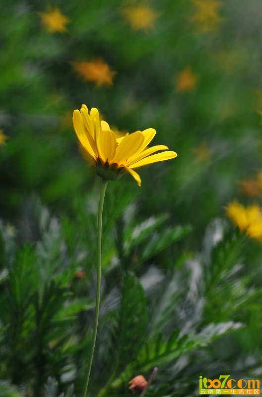 DSC_0115.JPG