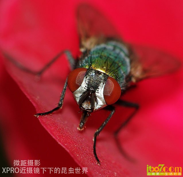 IMGP1079.jpg