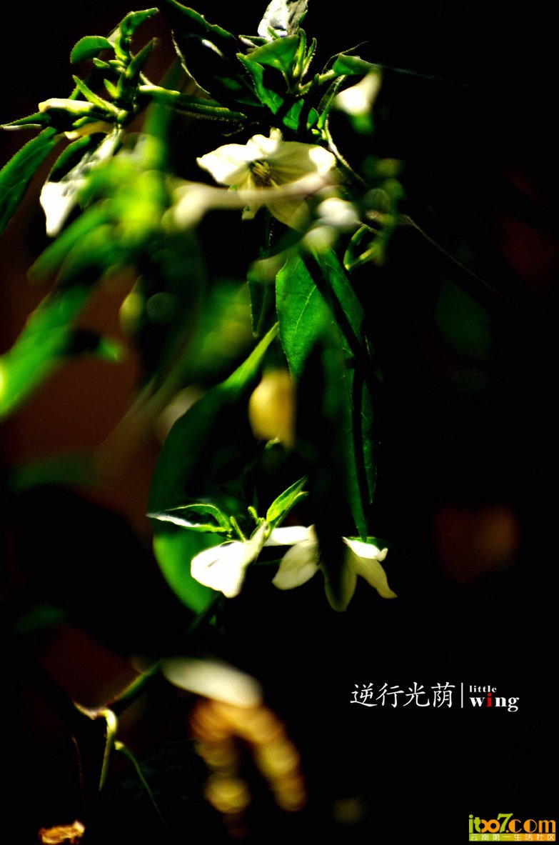 IMGP61lkhsw18.jpg