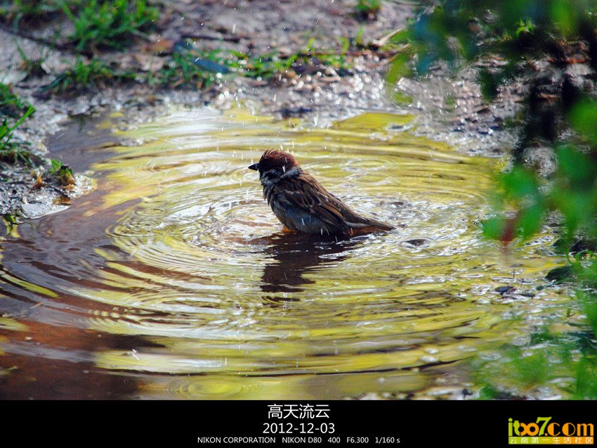 翠湖练手 275_副本_副本_副本.jpg