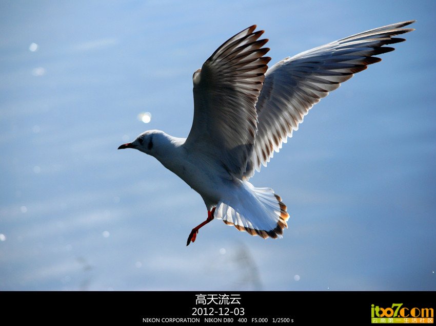 翠湖练手 208_副本_副本_副本.jpg