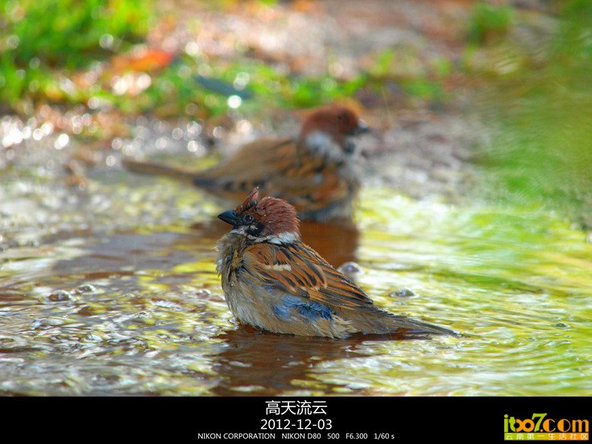 翠湖练手 343_副本_副本_副本.jpg