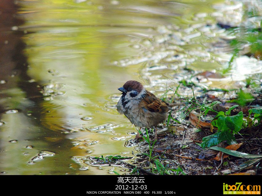 翠湖练手 284_副本_副本_副本.jpg