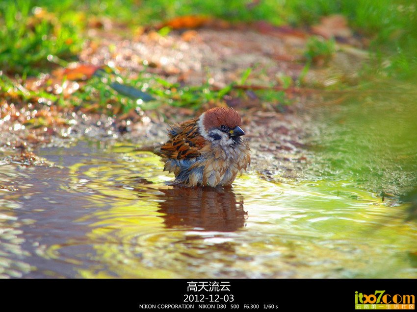 翠湖练手 347_副本_副本_副本.jpg