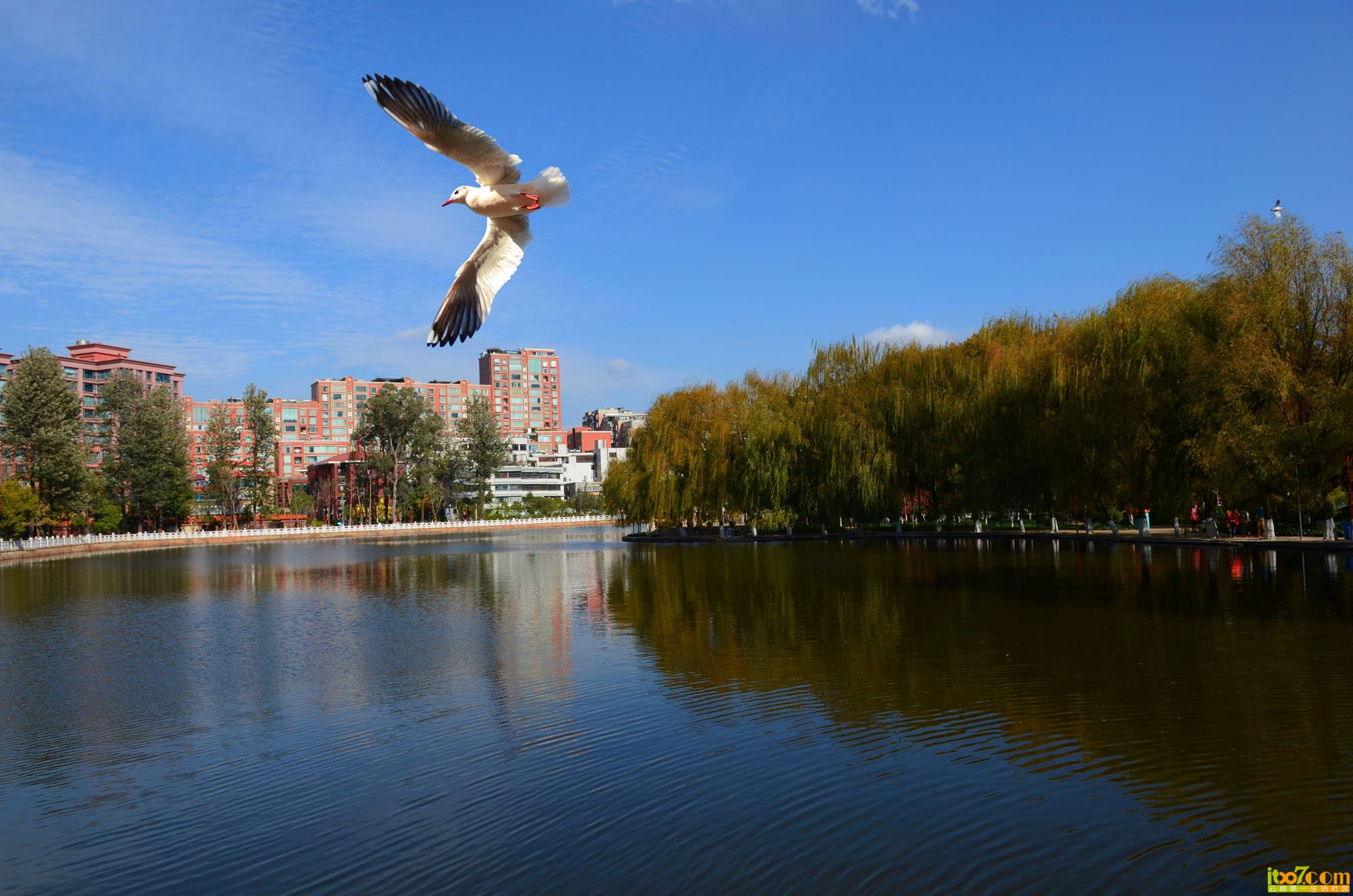 翠湖呢海鸥.jpg