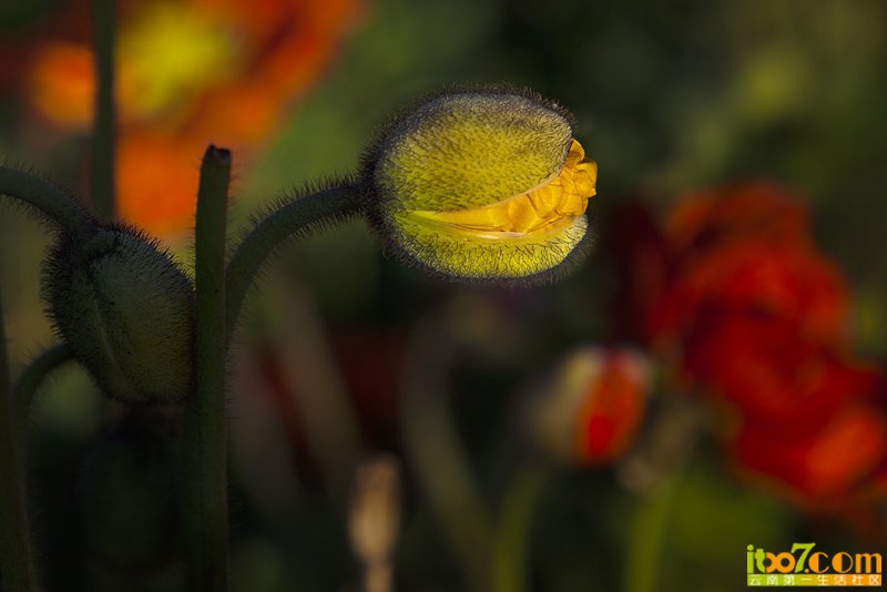 _MG_6154.jpg