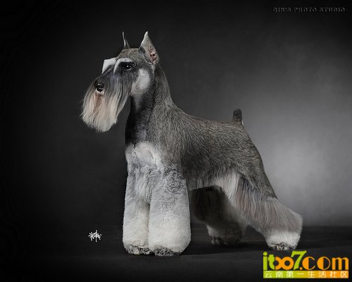 QIN-1323-0002-purina-pp-1700w.jpg