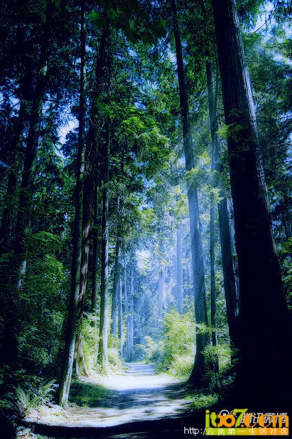西山，树.jpg