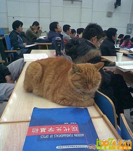 北大旁听猫.jpg