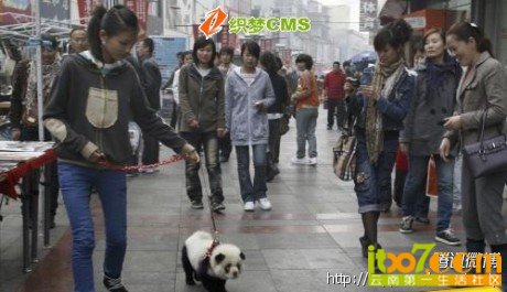山寨熊猫.jpg