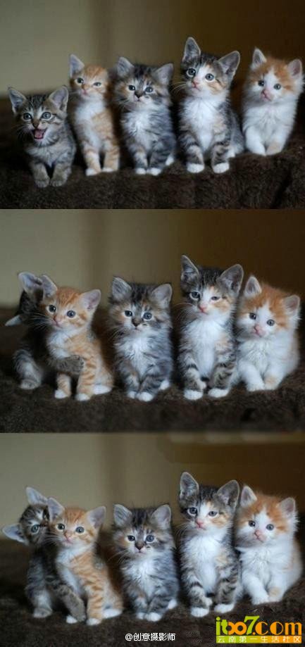 猫.jpg