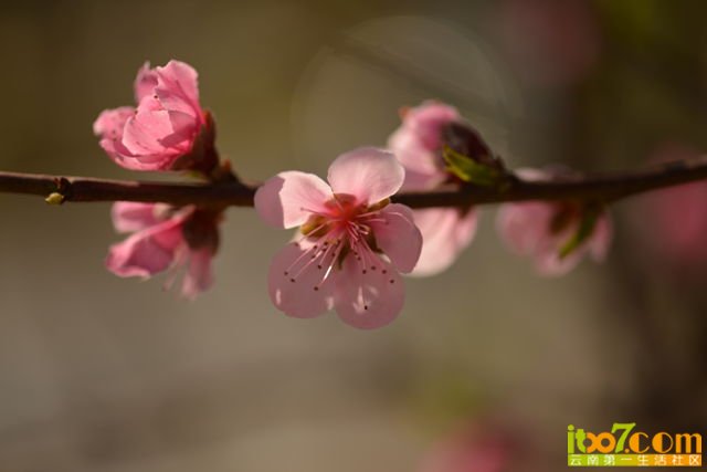 DSC_1724_副本.jpg