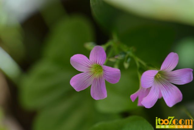 DSC_1763_副本.jpg