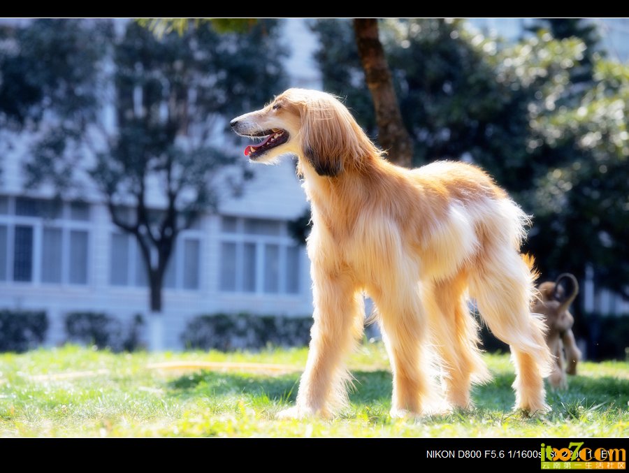 nEO_IMG__DSC2926.jpg