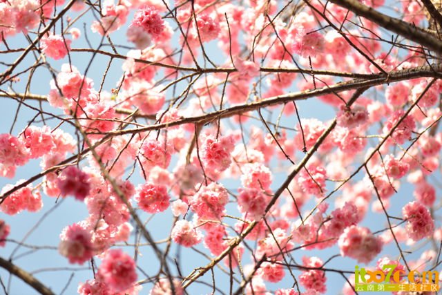DSC_1917_副本.jpg