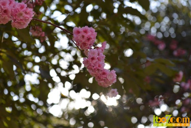 DSC_1933_副本.jpg