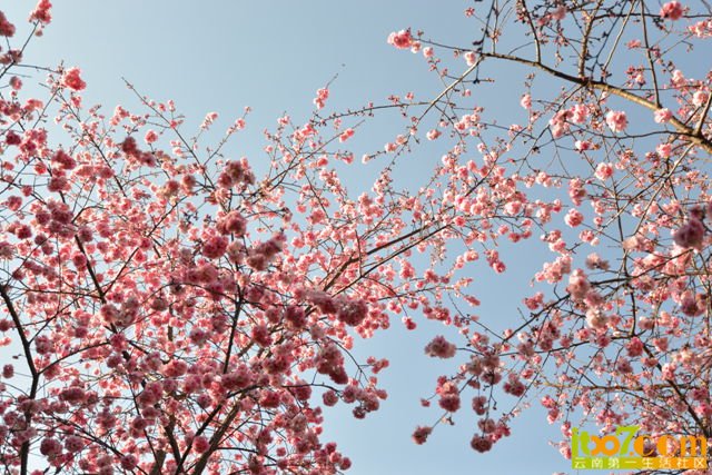 DSC_1940_副本.jpg