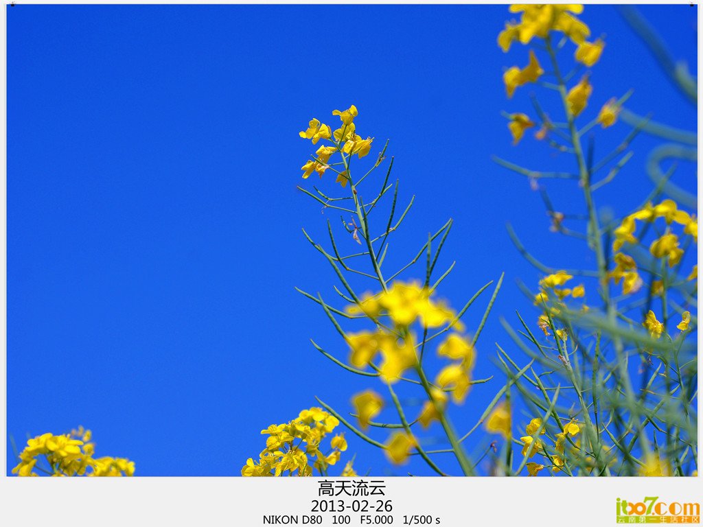 罗平 205_副本_副本_副本 - 副本.jpg