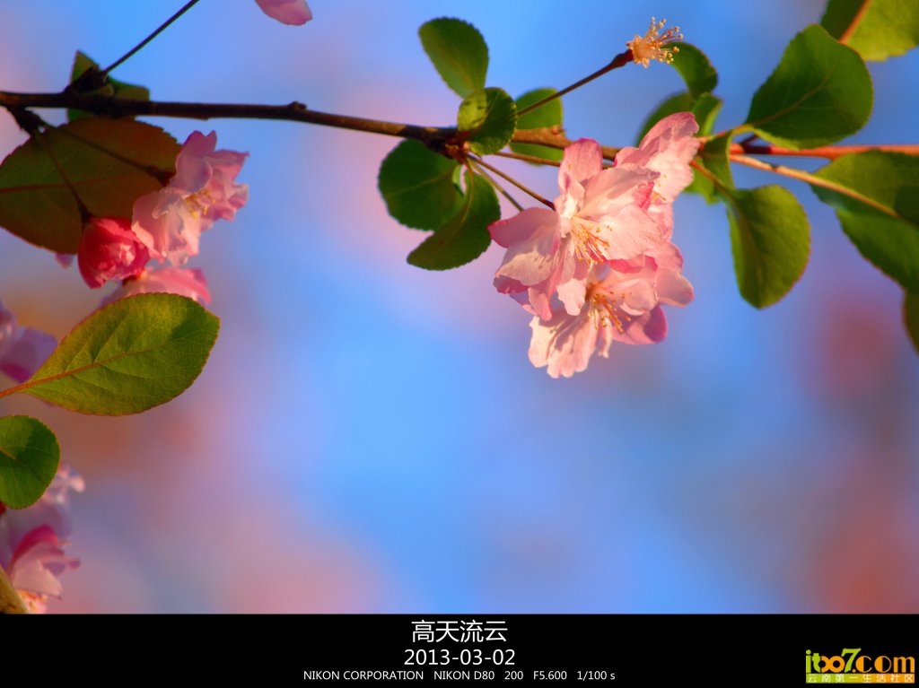 蛇年的樱花 003_副本_副本.jpg