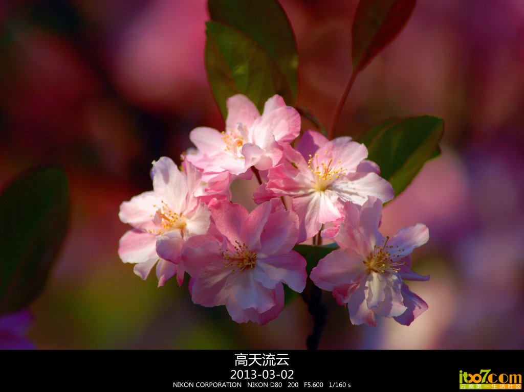 蛇年的樱花 004_副本_副本.jpg