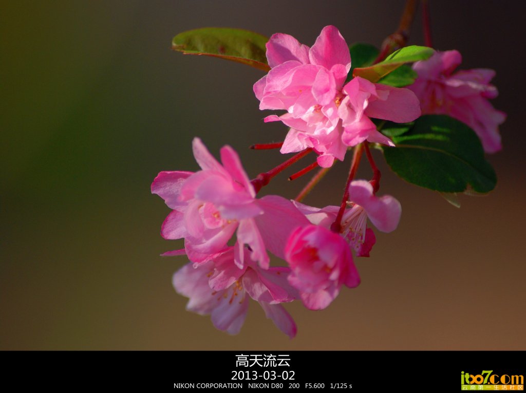 蛇年的樱花 135_副本_副本.jpg