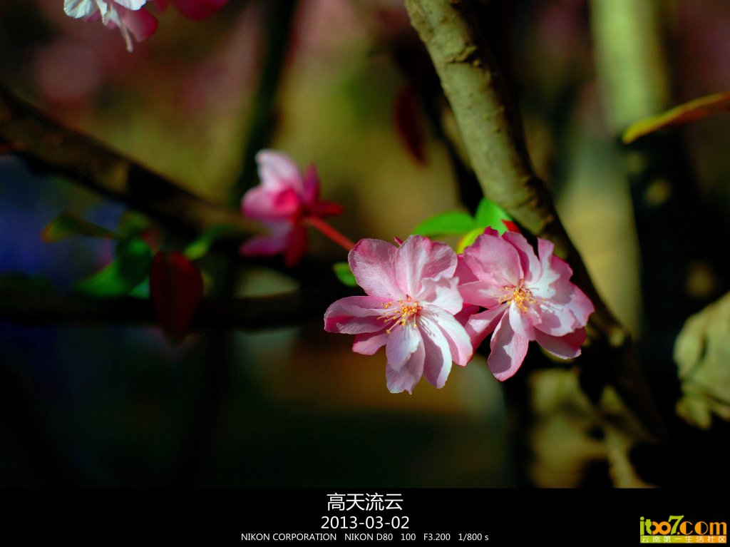 蛇年的樱花 149_副本_副本.jpg