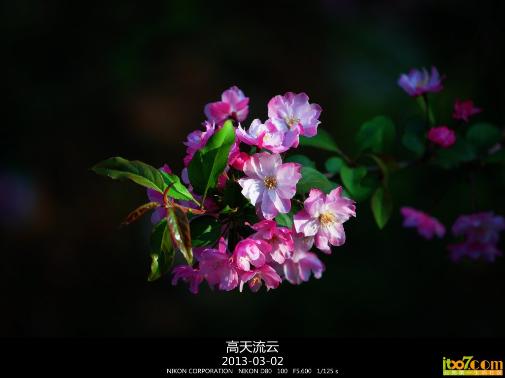 蛇年的樱花 170_副本_副本.jpg