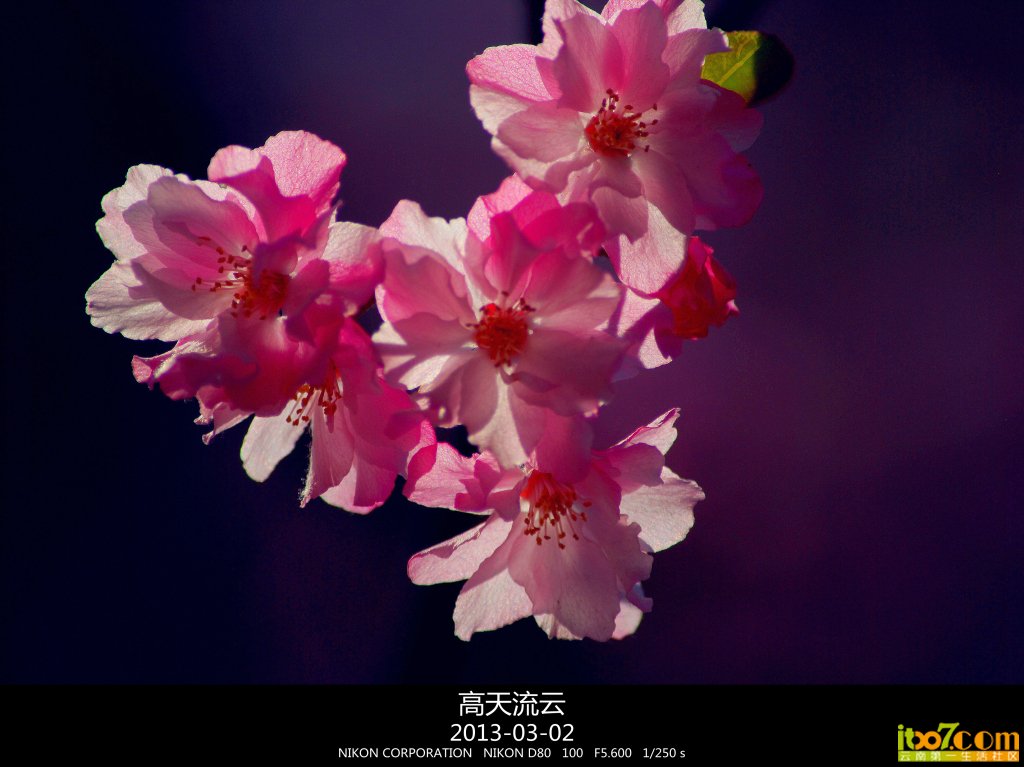 蛇年的樱花 176_副本_副本.jpg